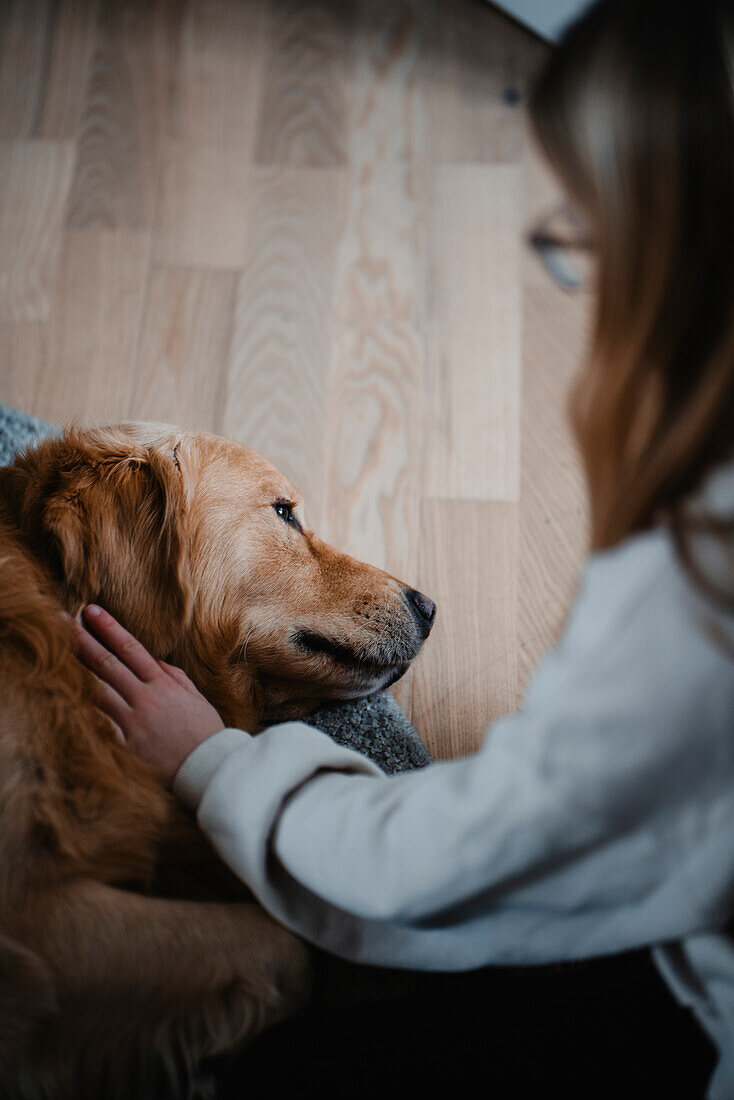 Girl's hands stroking dog