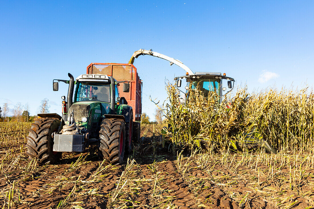 Erntemaschine und Traktor bei der Maisernte