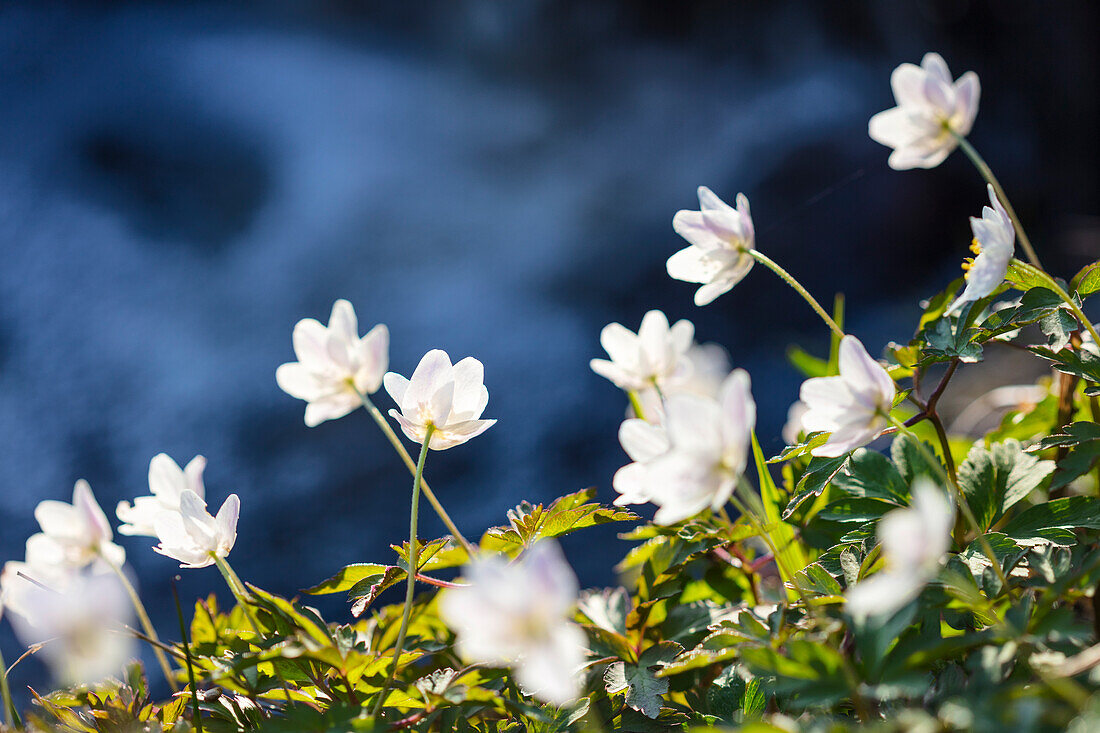 Nahaufnahme von weißen Hepatica-Blüten