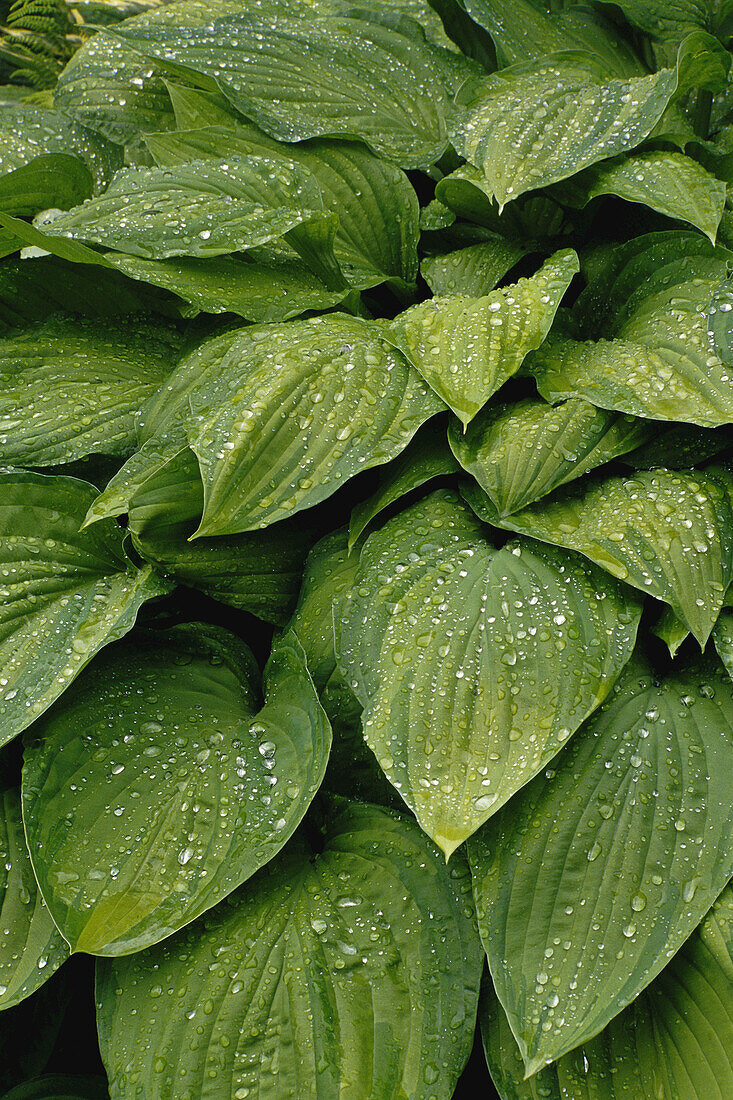 Blätter mit Wassertropfen