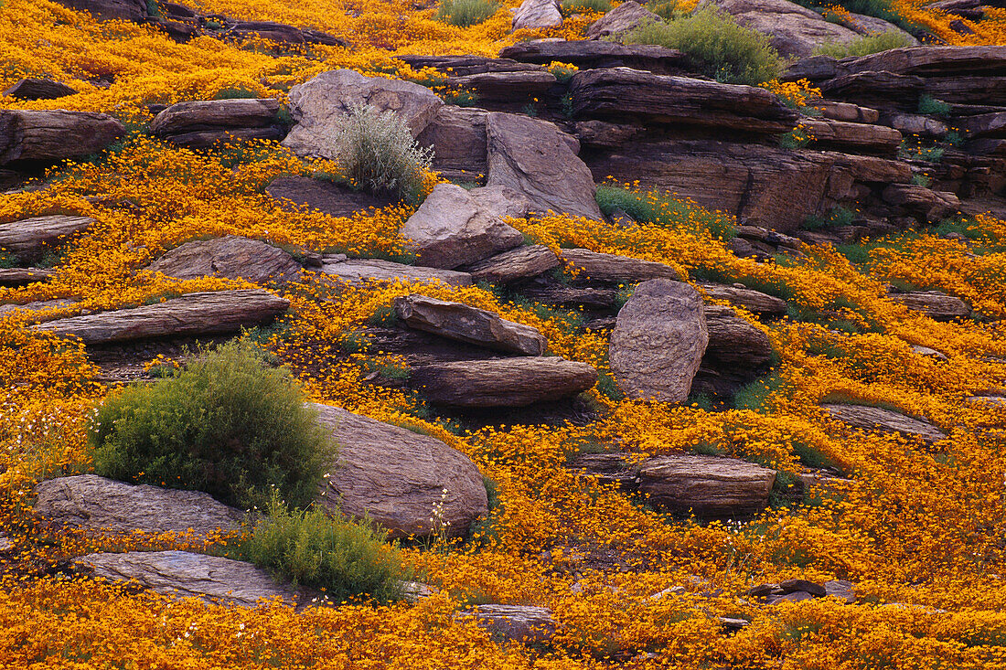 Daisies Around Rocks