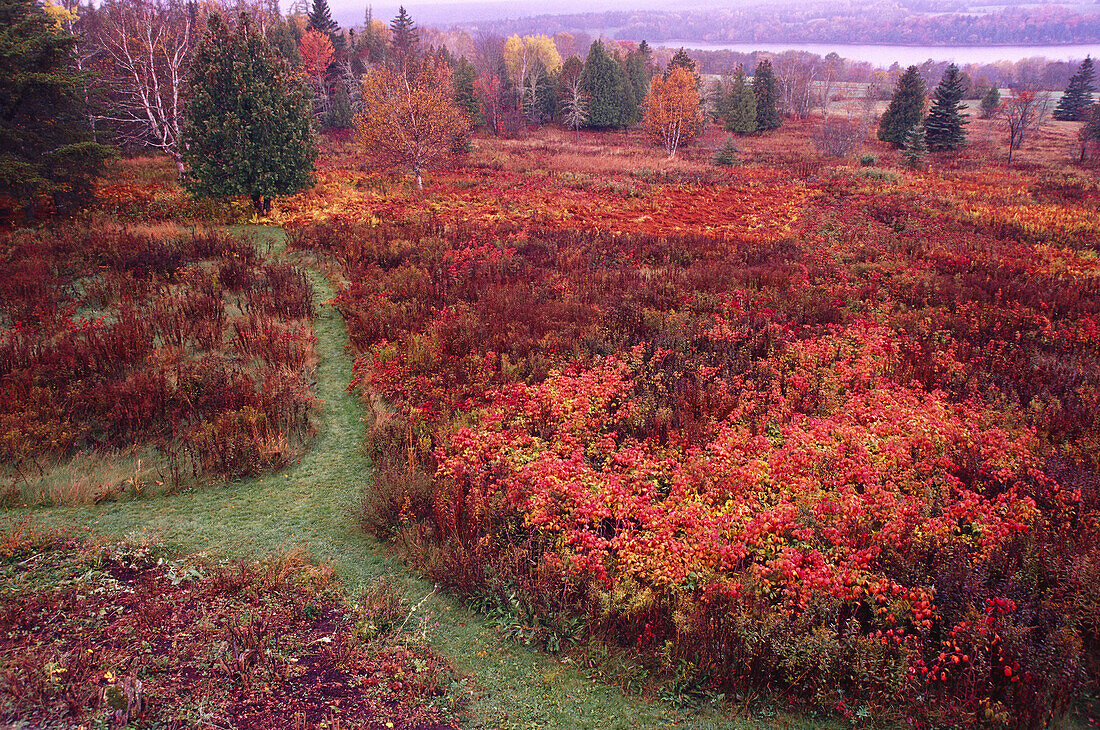 Overview of Field in Autumn, Shamper's Bluff, New Brunswick, Canada