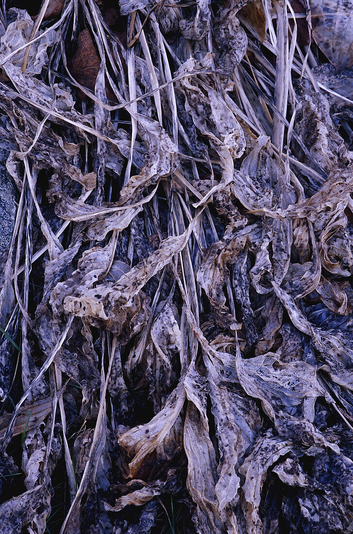 Nahaufnahme von Hosta-Blättern im Herbst