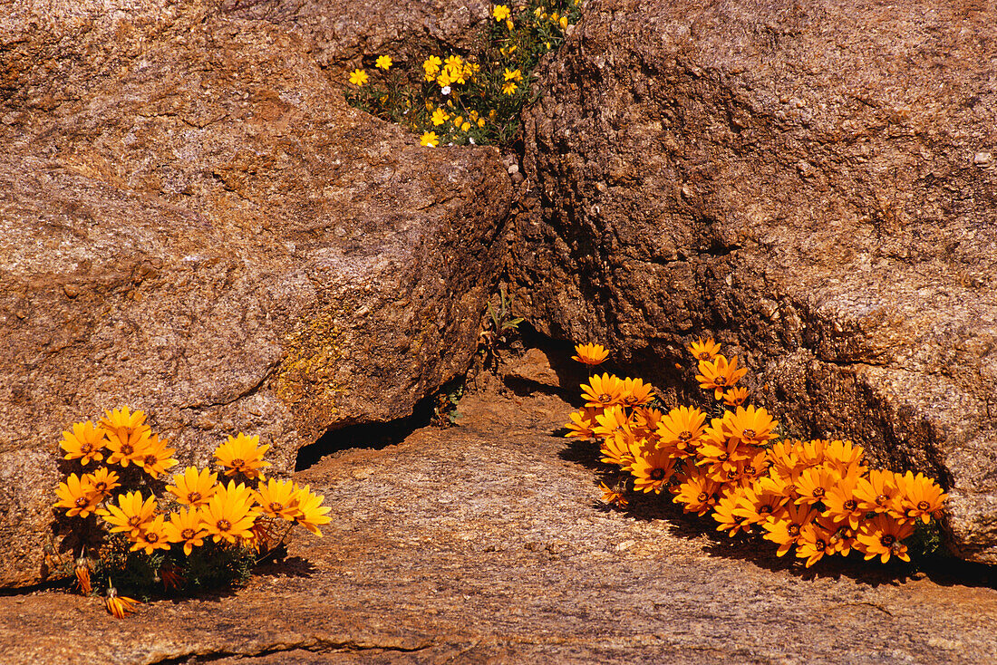 Wildblumen, Bokleikraal, Kamiesberg Plateau, Nordkap, Südafrika