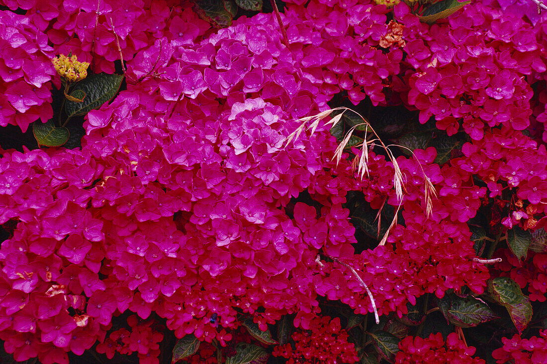 Pink Hydrangea