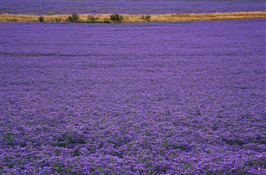 Field of Borage