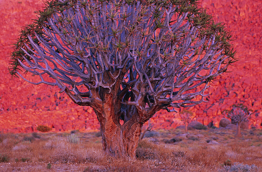 Köcherbaum, Richtersveld National Park, Nordkap, Südafrika
