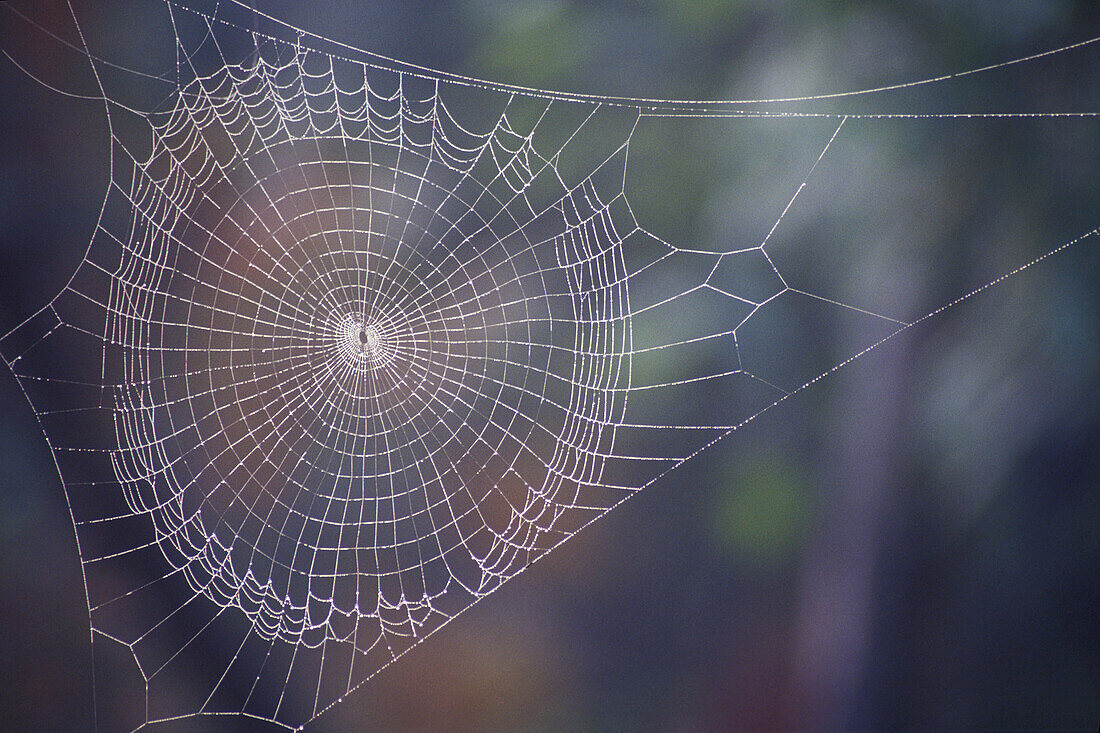 Spiderweb