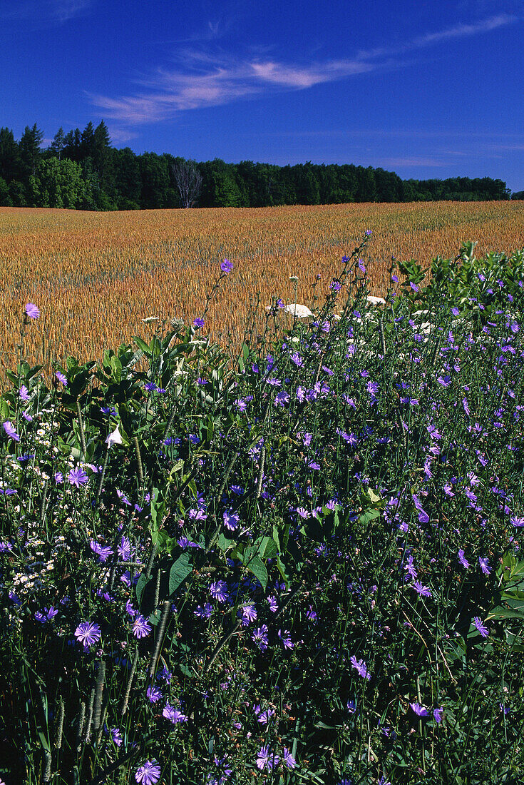 Wildblumen und Weizenfeld, Portageville, New York, USA