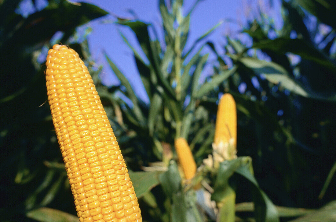 Corn, Pennsylvania, USA