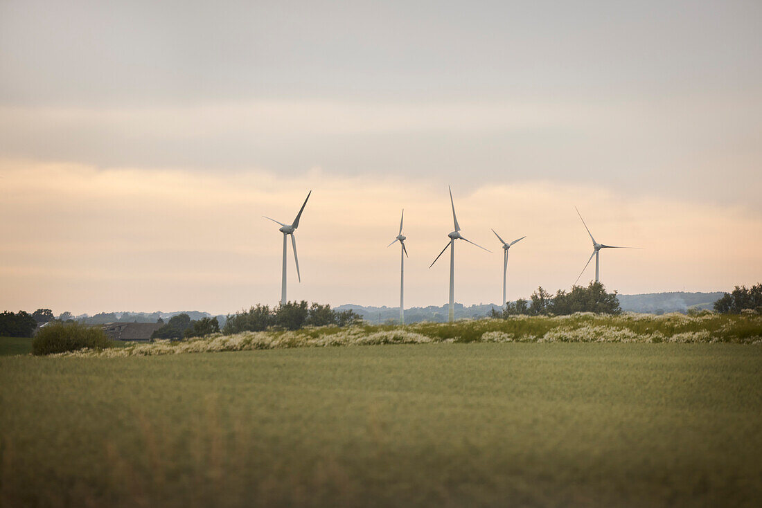 Wind turbines in summer landscape against evening sky