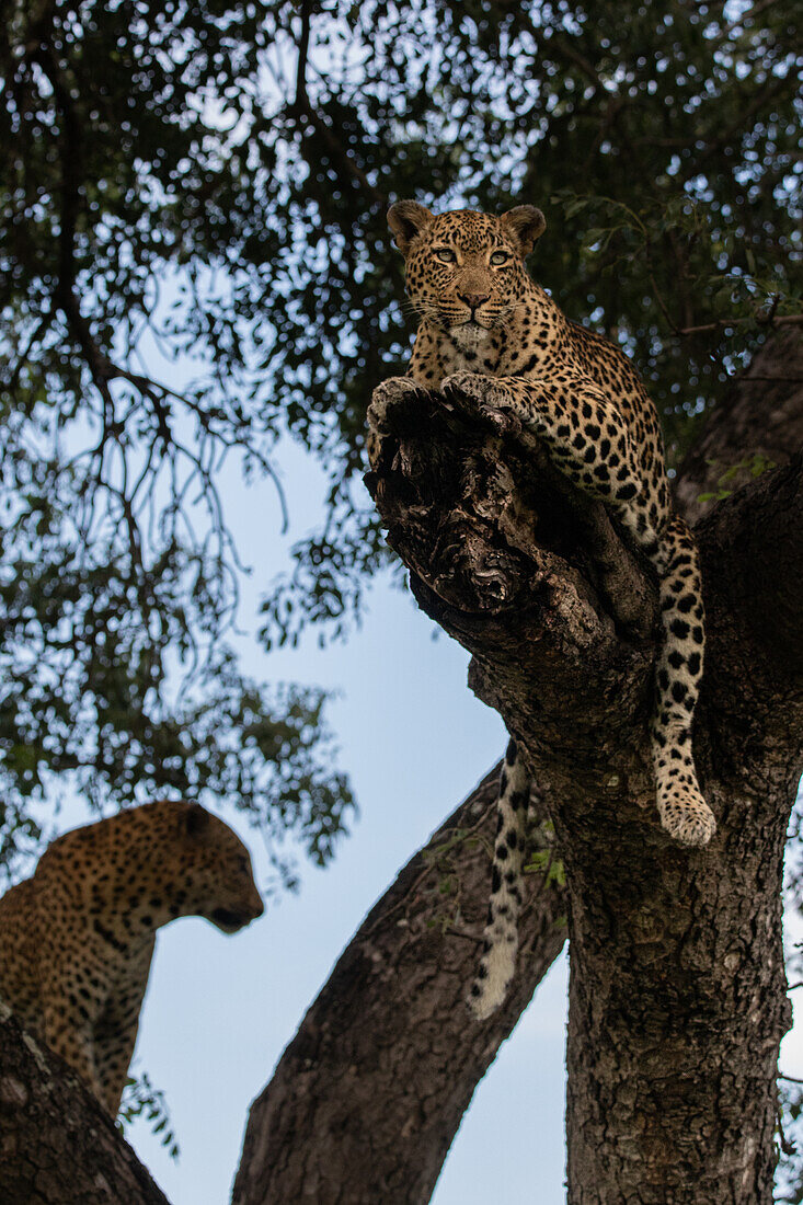 A female and male leopard, Panthera pardus, together in a Marula tree, Sclerocarya birrea.