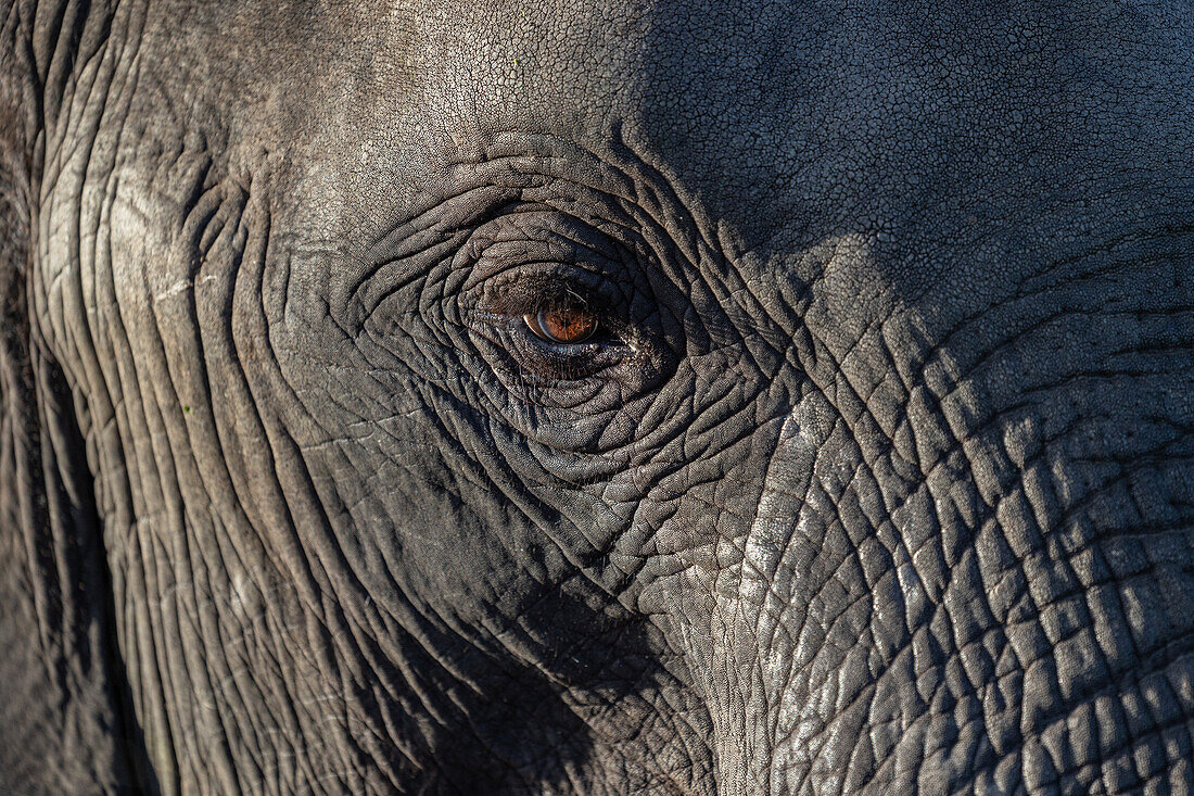 Nahaufnahme des Auges eines Elefanten, Loxodonta africana.