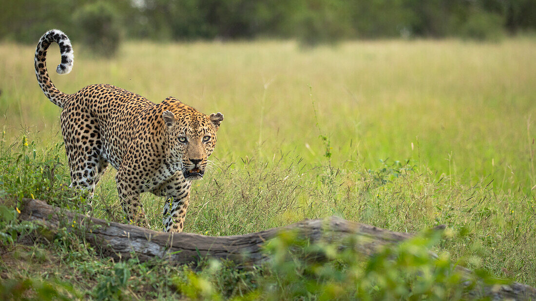 Ein männlicher Leopard, Panthera pardus, der auf einem Baumstamm geht und den Schwanz nach oben schnippt.