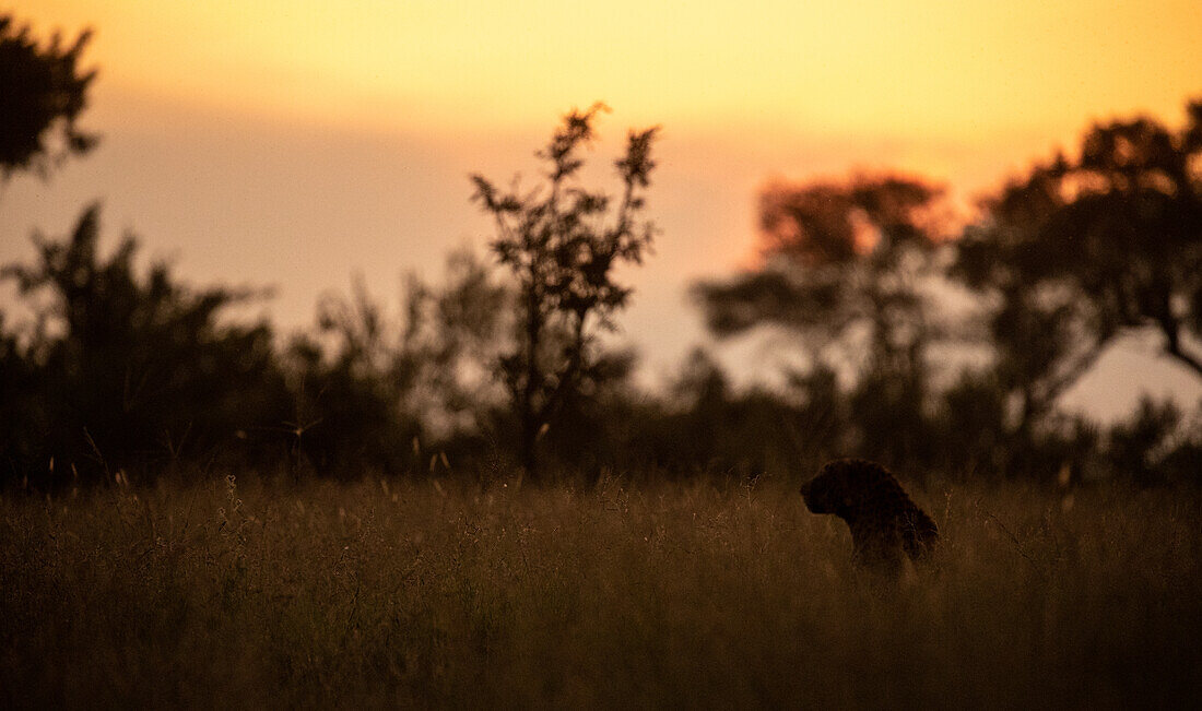 A silhouette of a male leopard, Panthera pardus, sitting in long grass.