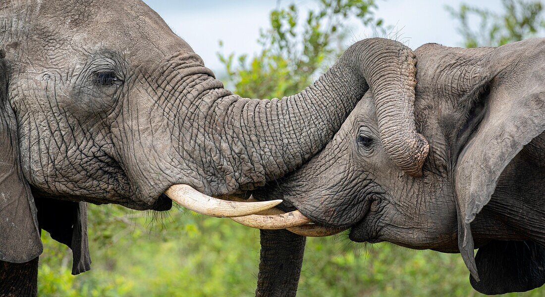Zwei Elefanten, Loxodonta africana, grüßen sich gegenseitig.