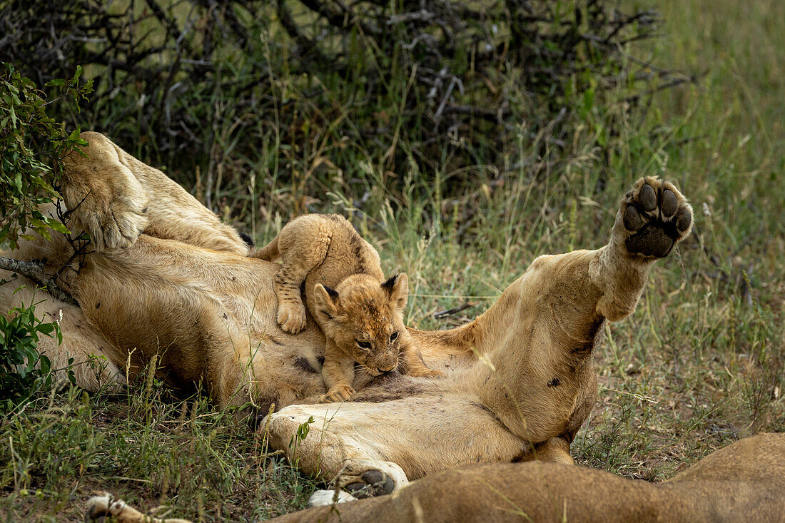 Ein Löwenjunges, Panthera leo, das von seiner Mutter gesäugt wird.