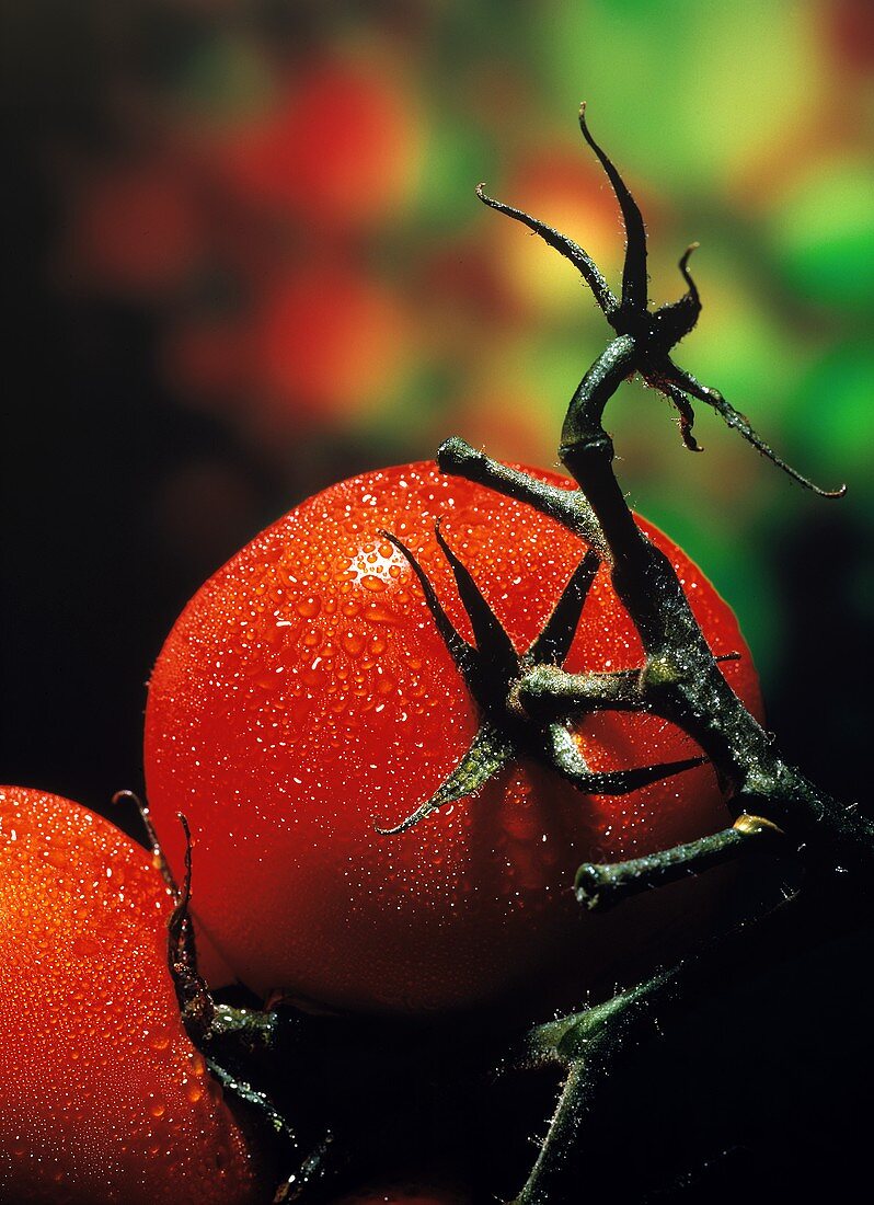 Ripe Tomatoes Growing on a Vine