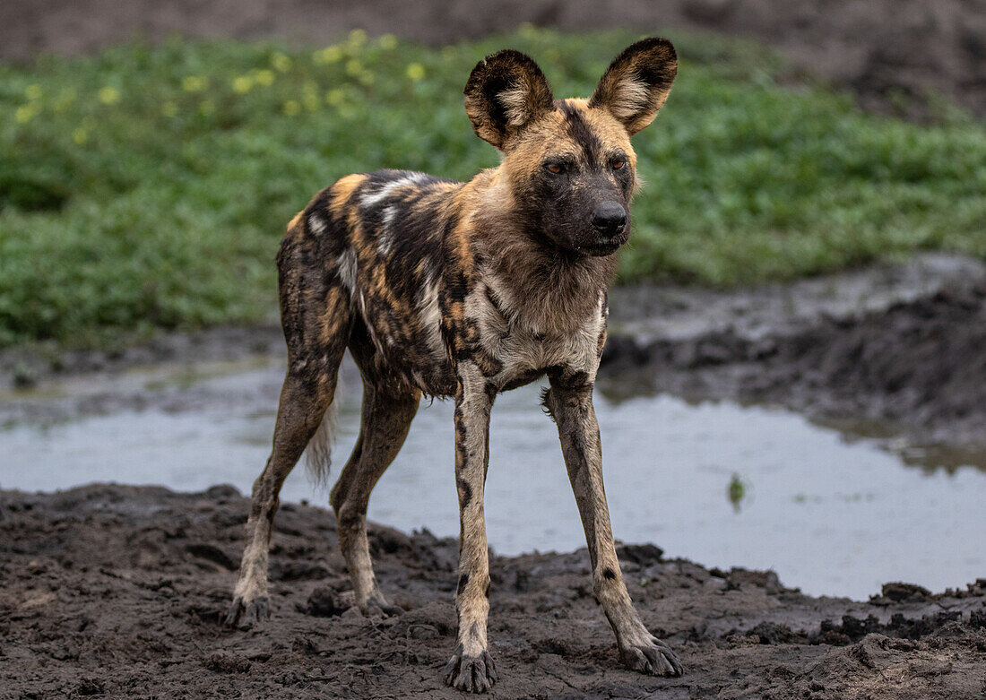 A full body portrait of a wild dog, Lycaon pictus, standing next to water. 