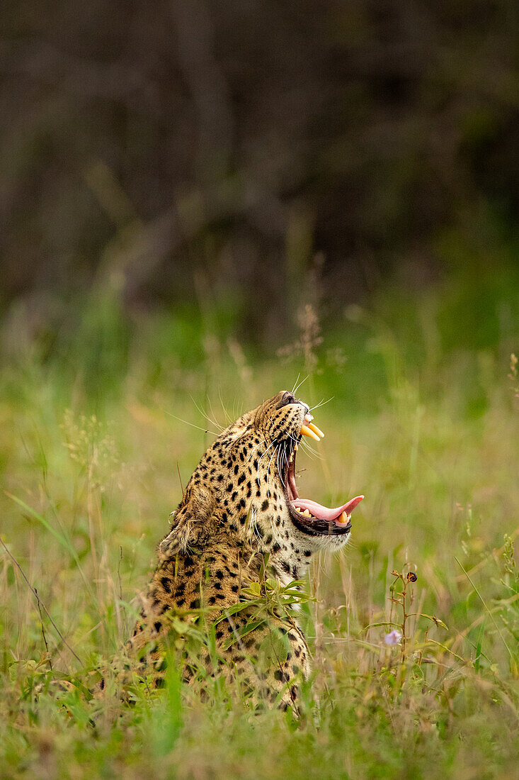 A leopard, Panthera pardus, yawns, in long grass. 