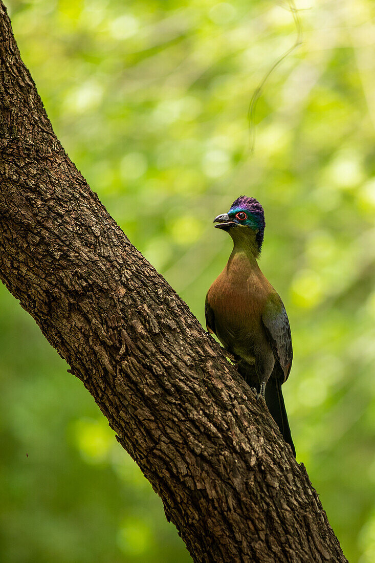 A Purple Crested Turaco,  Gallirex porphyreolophus, on a branch. 