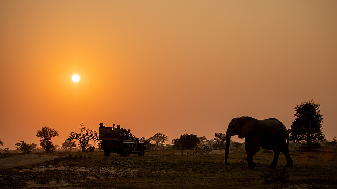 Silhouette eines Elefanten, Loxodonta africana, bei Sonnenuntergang, orangefarbener Schimmer am Himmel.