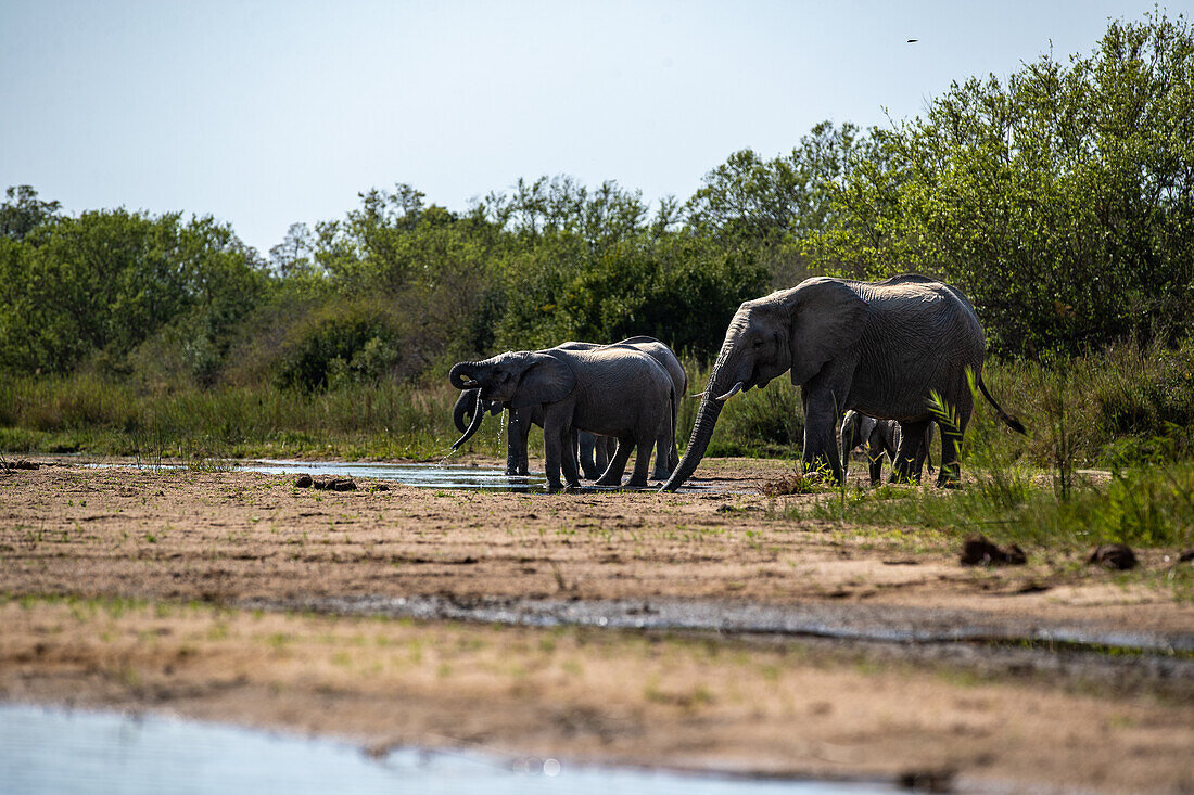 A herd of elephants, Loxodonta africana, drinking from a river. 