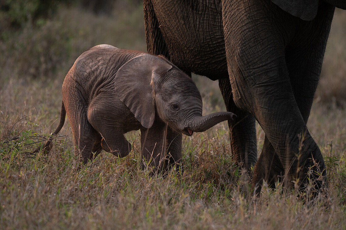 Ein Elefantenbaby, Loxodonta africana, läuft neben den Beinen seiner Mutter.