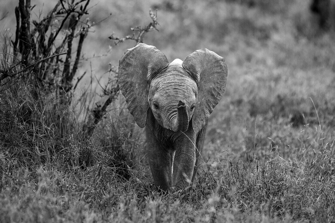 Ein Elefantenbaby, Loxodonta africana, das seinen Rüssel zum Riechen benutzt, in schwarz-weiß.
