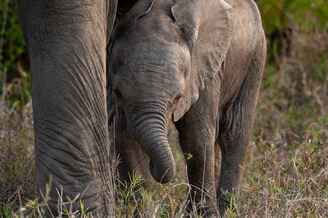 Ein Elefantenbaby, Loxodonta africana, das neben dem Bein seiner Mutter läuft. 