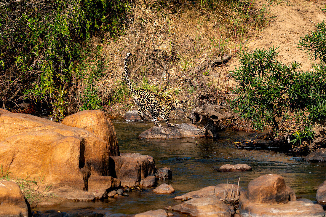 A leopard, Panthera pardus, leaping across a river.