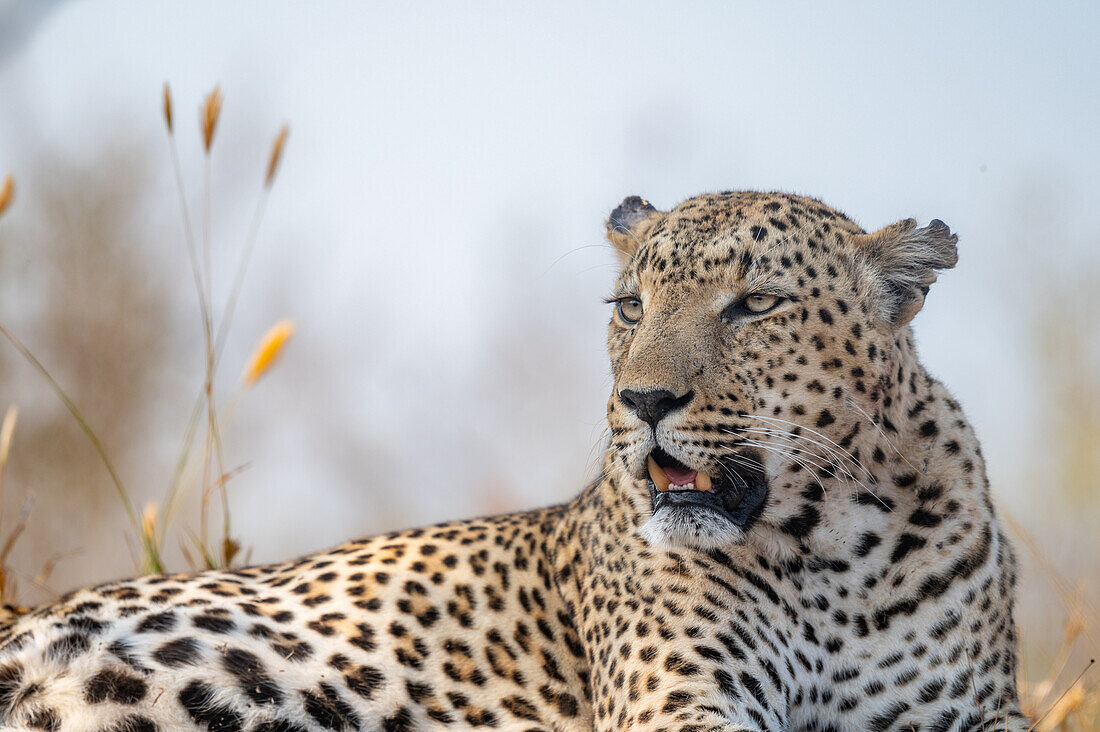 Eine Nahaufnahme eines Leoparden, Panthera pardus, mit Blick zur Seite.  