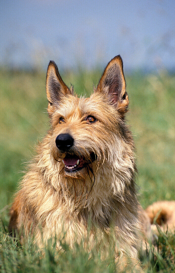 Picardischer Hirtenhund im Gras liegend