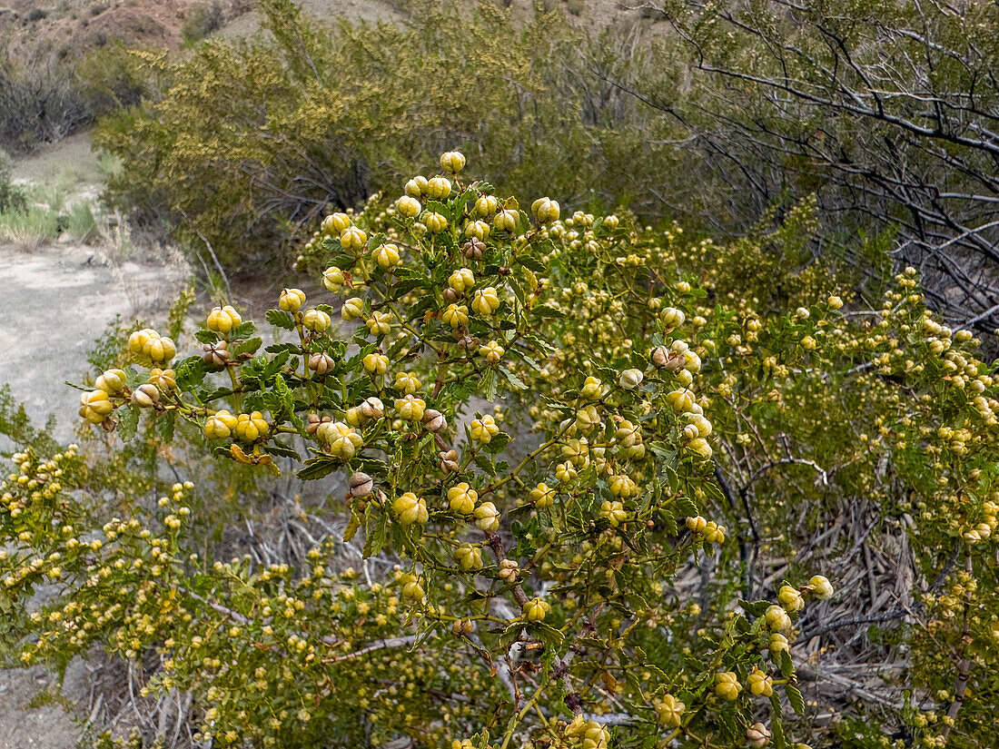 Jarilla, Larrea nitida, a perennial shrub in El Leoncito National Park in the San Juan Province in Argentina.