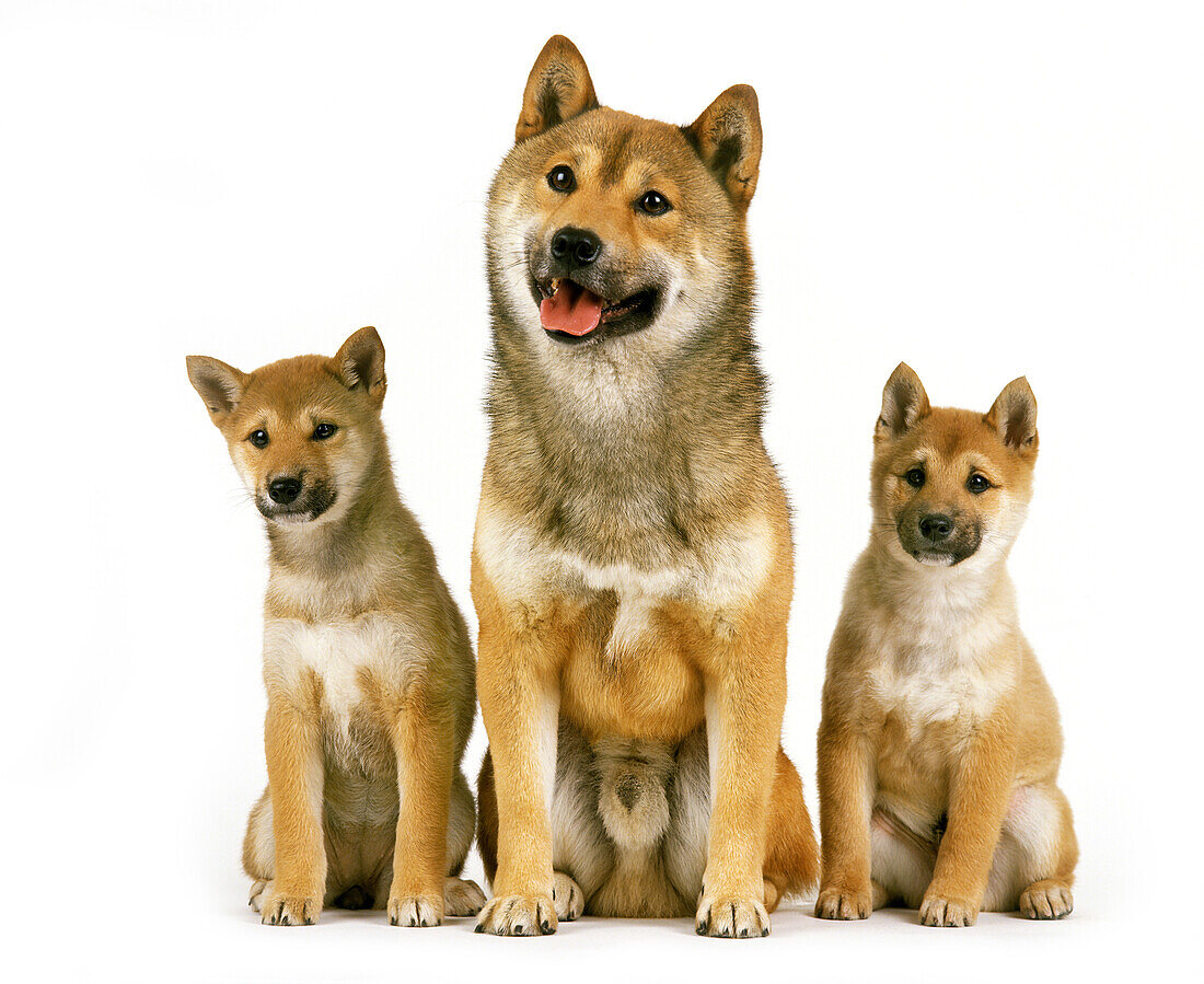 Shiba Inu Dog, Mother with Pup sitting against White Background