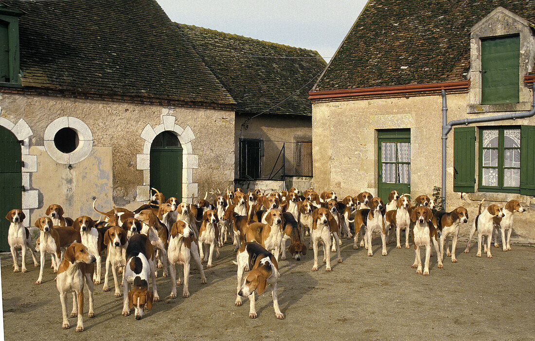 Poitevin Hund, Meute von Foxhounds