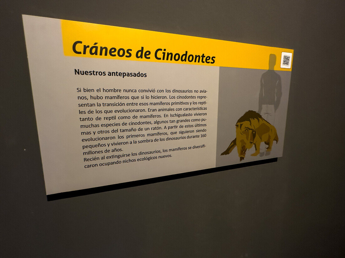 Ein Informationsschild auf Spanisch über Cynodonten oder Vorsäugetiere im Museum des Ischigualasto Provincial Park in Argentinien.