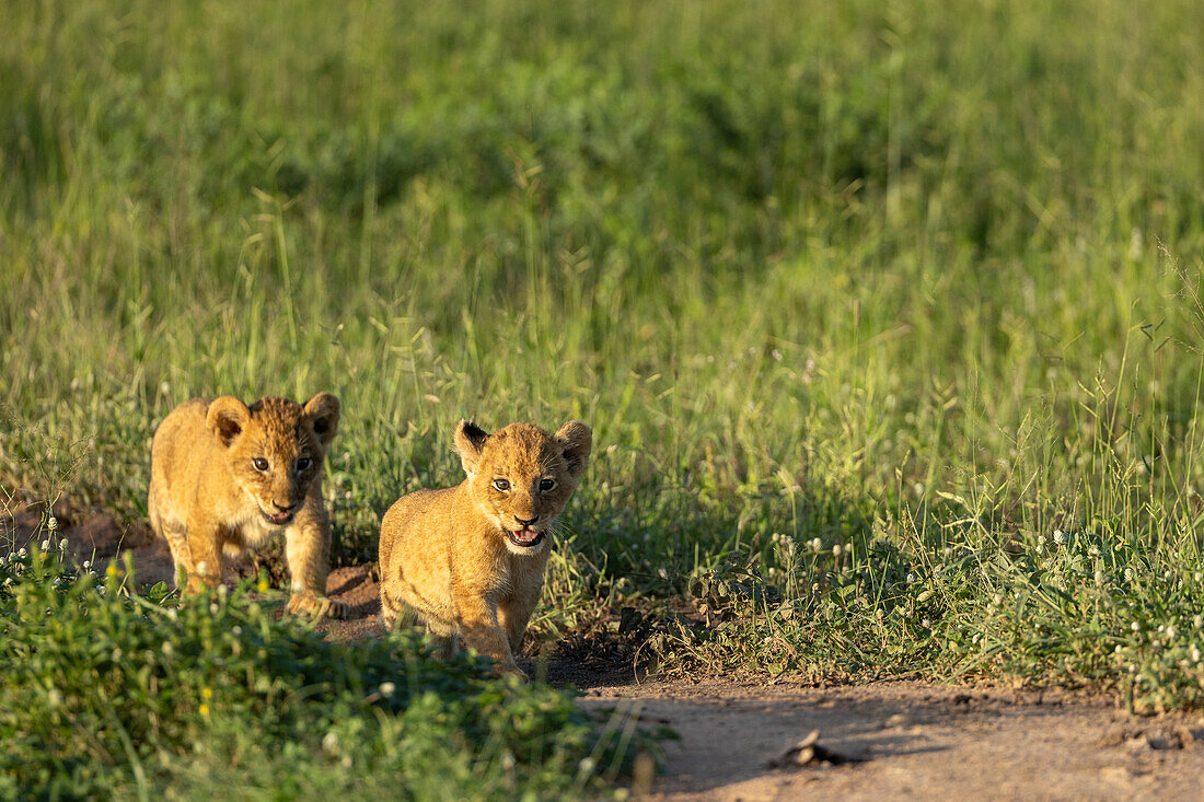 Two lion cubs, Panthera leo, walk through grass, in golden light.