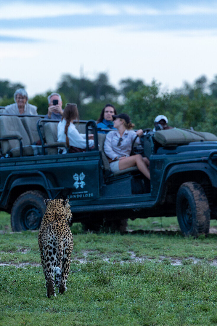 Ein männlicher Leopard, Panthera pardus, läuft vor einem Safarifahrzeug.
