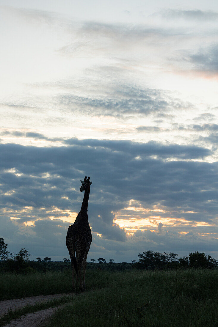 Die Silhouette einer Giraffe, Giraffa, im langen Gras, im Hintergrund Sonnenuntergang.