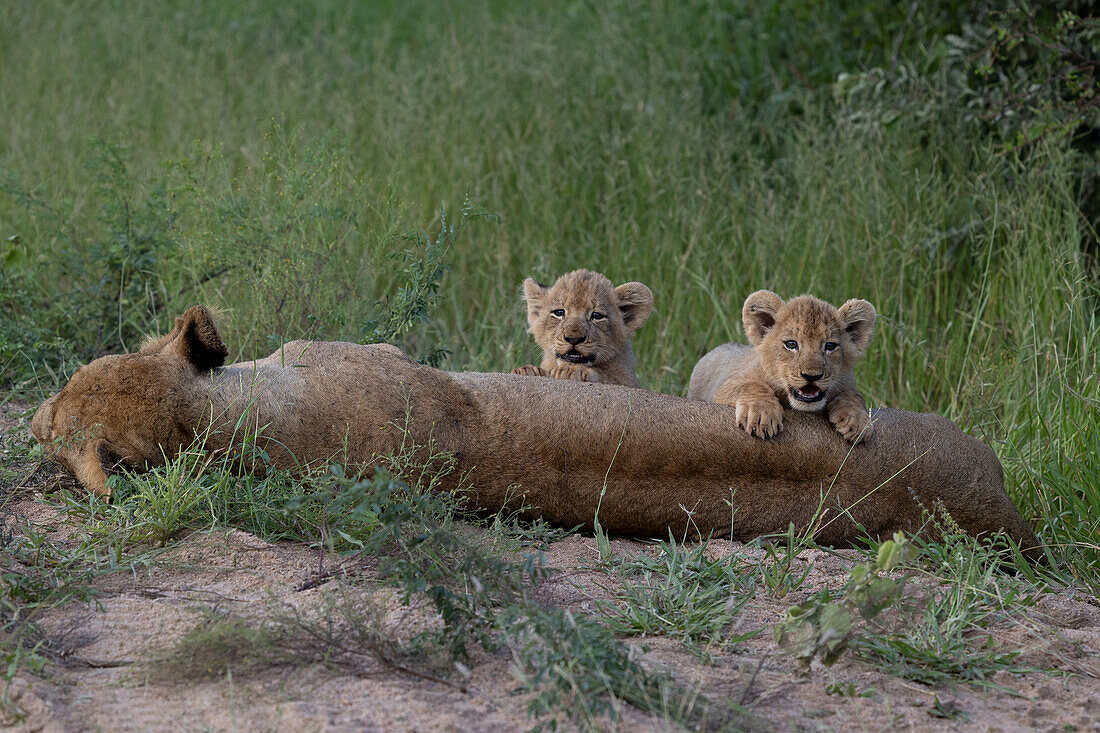 Lion cubs, Panthera leo, climbing on their mother.