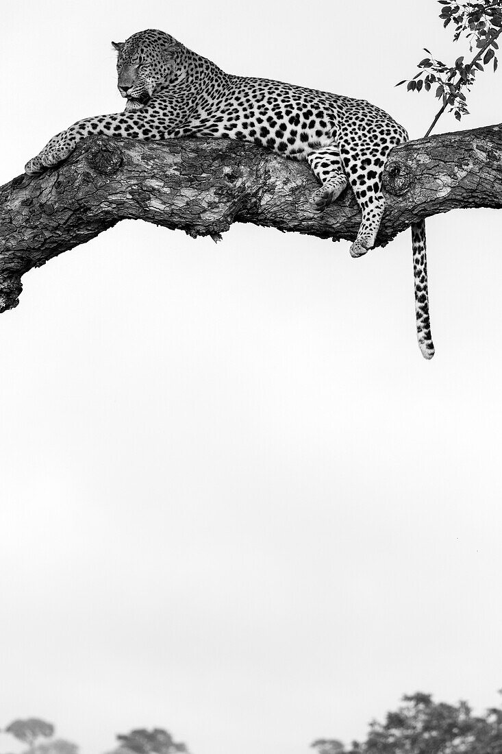 A male leopard, Panthera pardus, lying in a Marula tree, Sclerocarya birrea, in black and white.