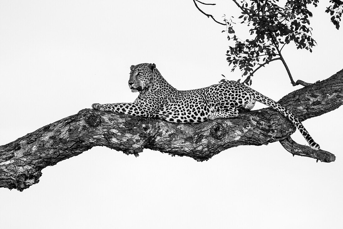 Ein männlicher Leopard, Panthera pardus, ruhend in einem Marulabaum, Sclerocarya birrea, um sich schauend.