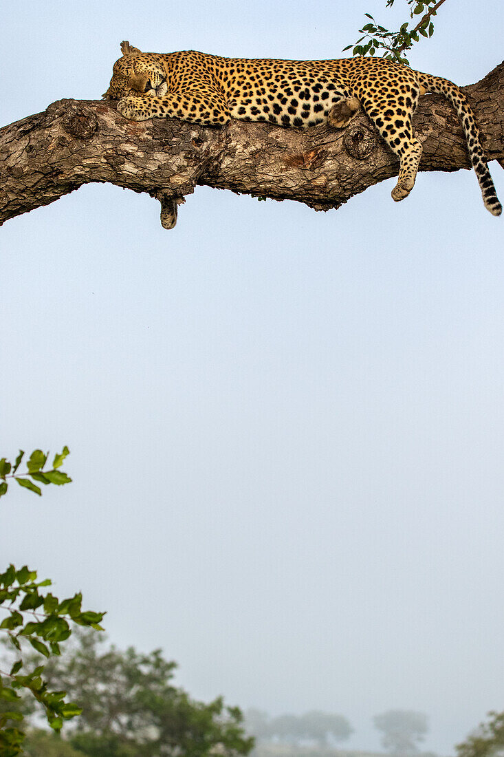 A male leopard, Panthera pardus, asleep in a branch.
