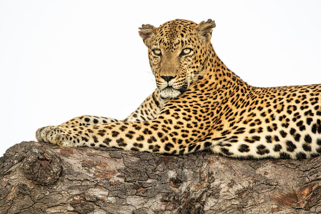 Ein männlicher Leopard, Panthera pardus, ruht in einem Marulabaum, Sclerocarya birrea, und sieht sich um.