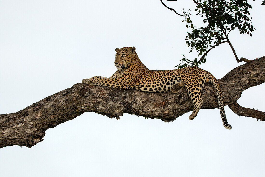 Ein männlicher Leopard, Panthera pardus, liegt in einem Marulabaum, Sclerocarya birrea.