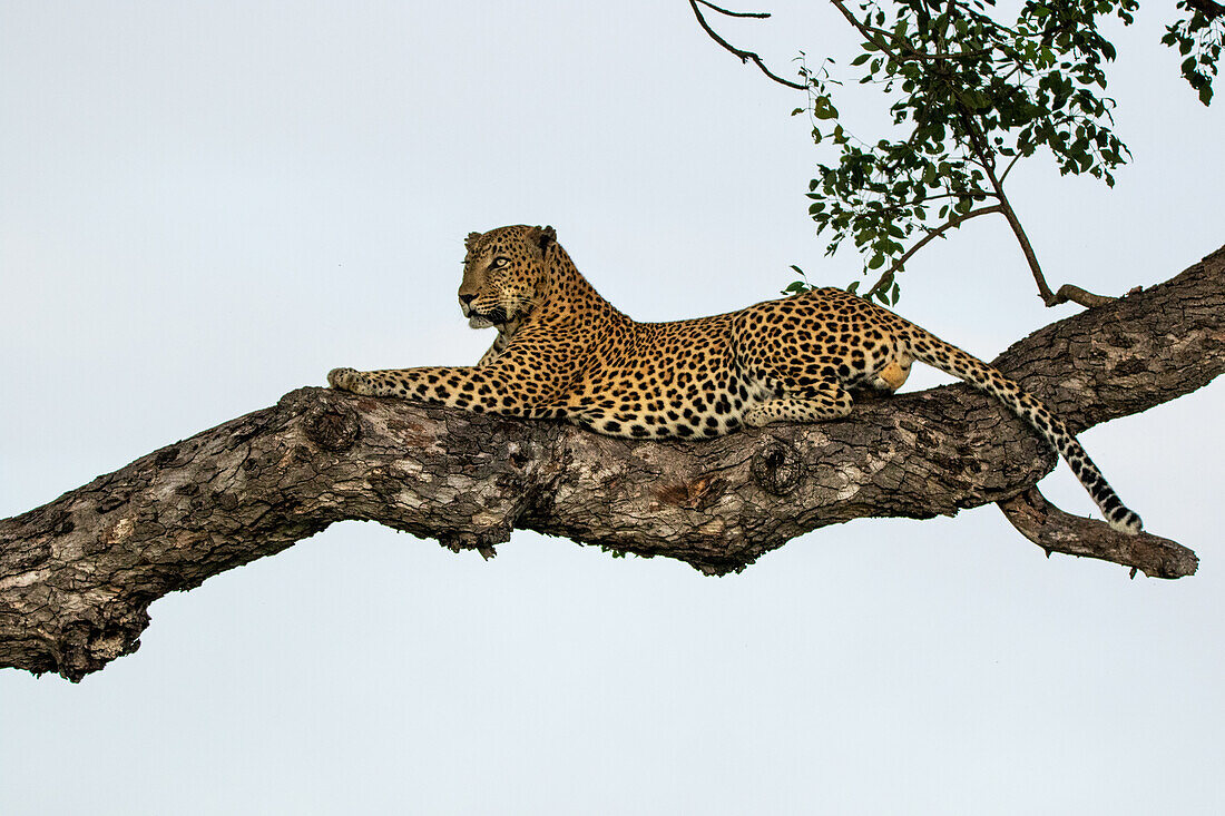 Ein männlicher Leopard, Panthera pardus, liegend in einem Marulabaum, Sclerocarya birrea.