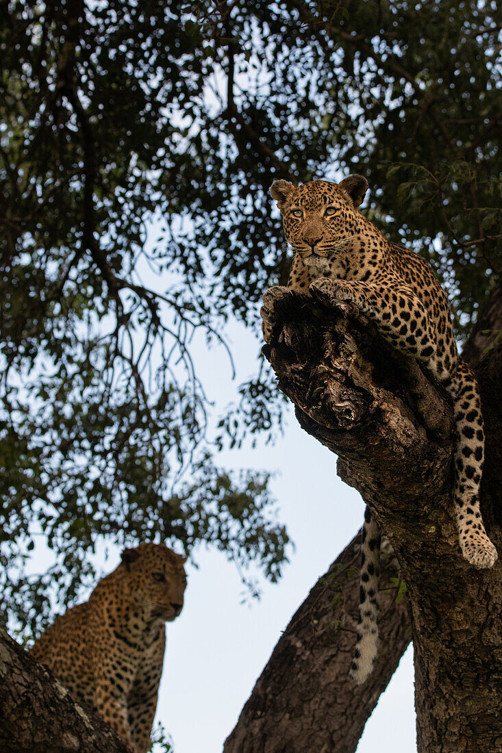 Ein weiblicher und ein männlicher Leopard, Panthera pardus, zusammen in einem Marulabaum, Sclerocarya birrea.