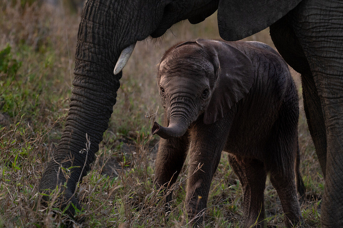 Ein Elefantenbaby, Loxodonta africana, eingerahmt von seiner Mutter.