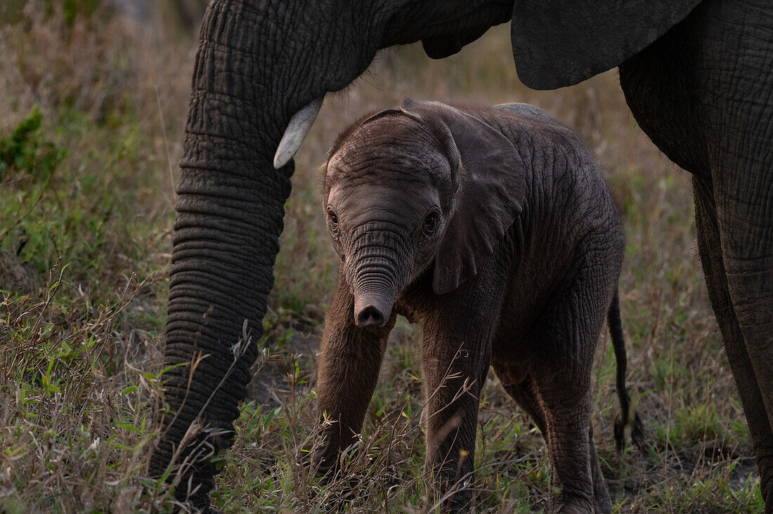 A baby elephant, Loxodonta africana, framed by its mother. 